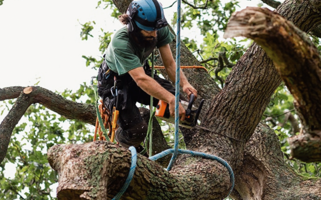Tree Surgery
